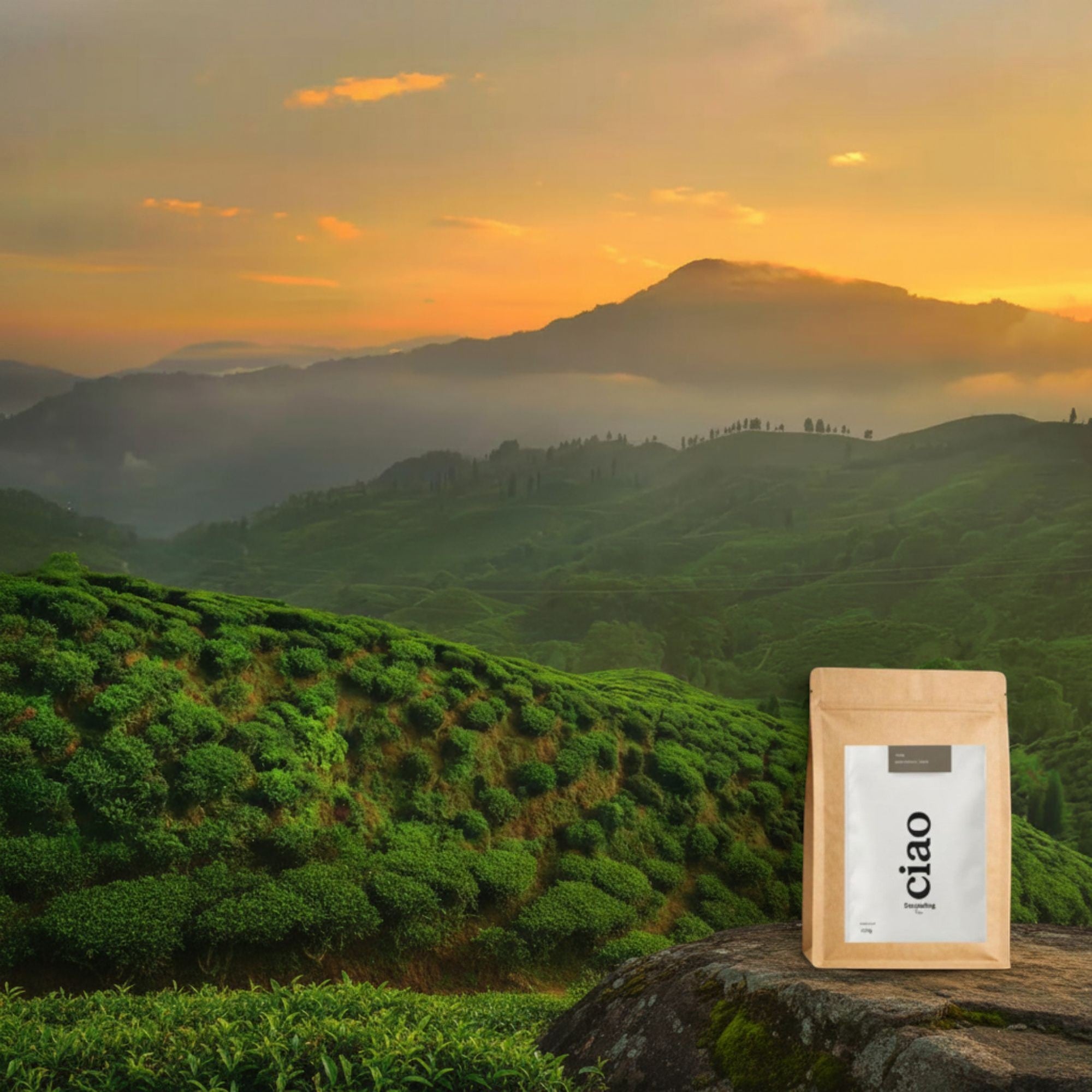 Say Ciao Coffee Darjeeling tea bag on a rock with misty Himalayan foothills at sunrise.